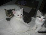 Miracul__et_sa_petite_famille_nouvelles_du_11_juin_07_001