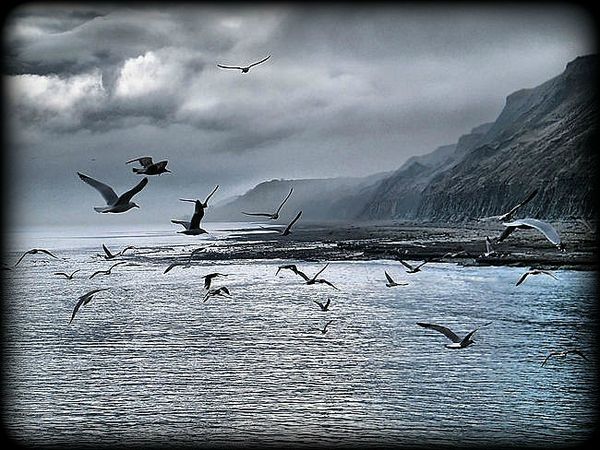 mouettes-en-vol-oiseaux-