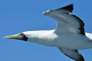 12_les_derniers_oiseaux_du_large