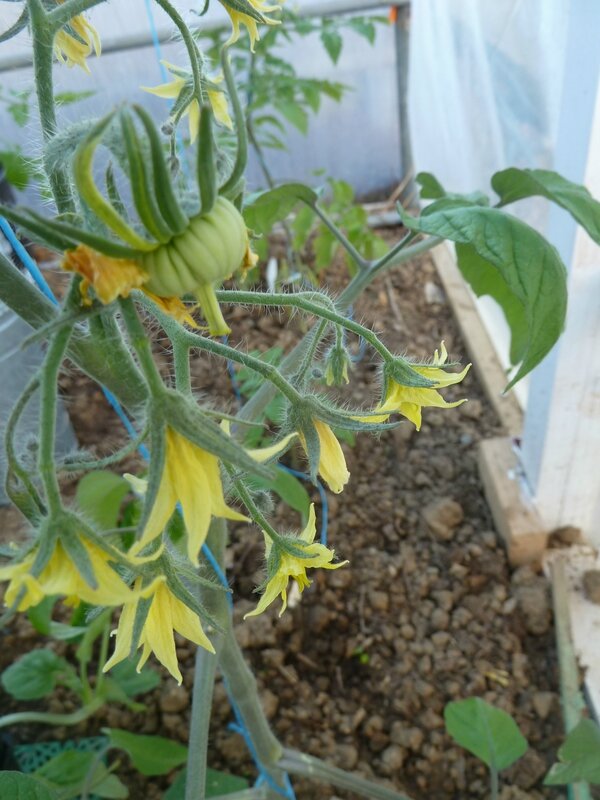 27-premières tomates stupice et joyau d'oaxaca (1)