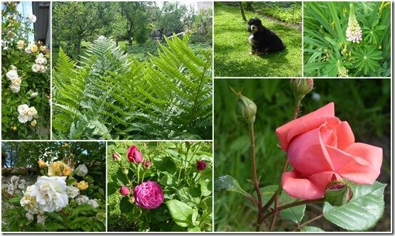 jardin 24 mai 20205