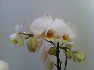 Orchid_e_blanche_3