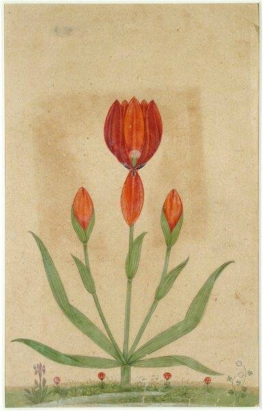 Anonyme-indien-Fleurs-et-boutons-de-Tulipes-18ème