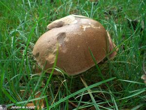 Cèpe de Bordeaux • Boletus edulis