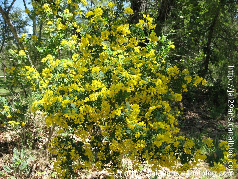 coronilla