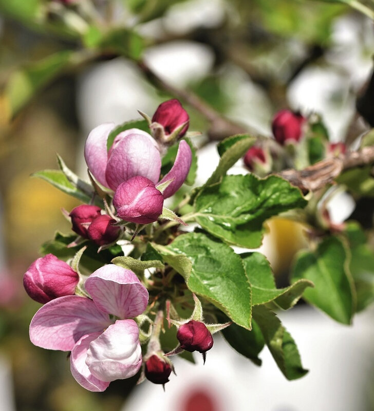 fleurs de pommier