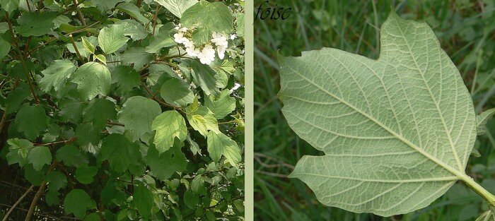 feuilles caduques opposées pétiolées 3-5 lobes pubescentes en dessous