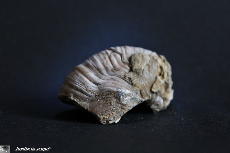 Gryphaea arcuata (fossile)