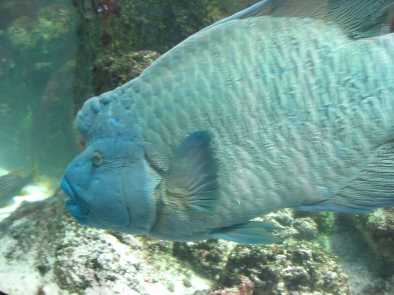 La Rochelle, aquarium, poisson Napoléon (17)