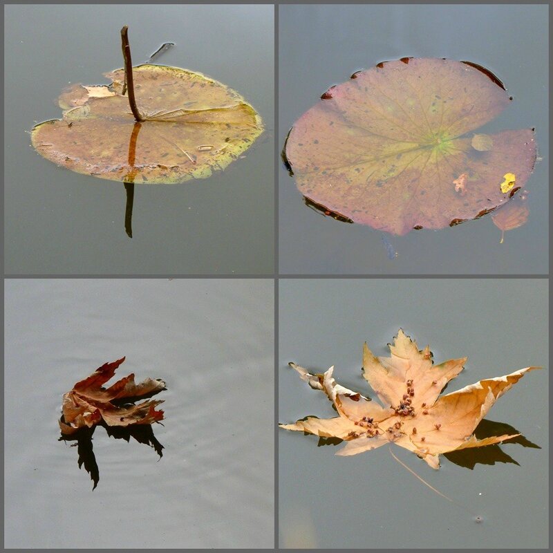 feuilles à la nage