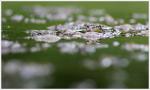 14 Galuchet grenouille yeux reflets insecte 220716 1