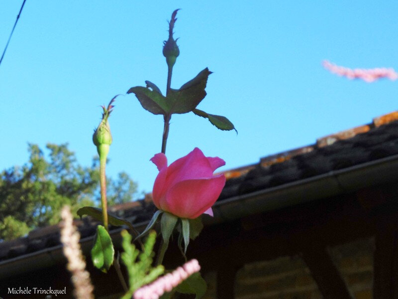 Fleurs et fruits de Léon 270818