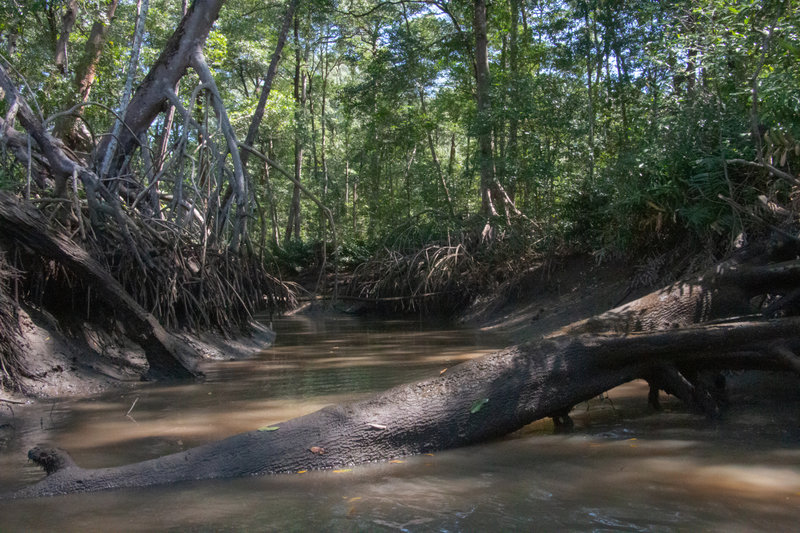 mangrove_6168