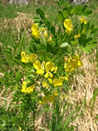 Hippocrepis_emerus