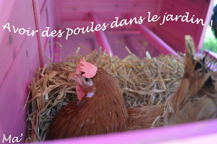140517_poules0