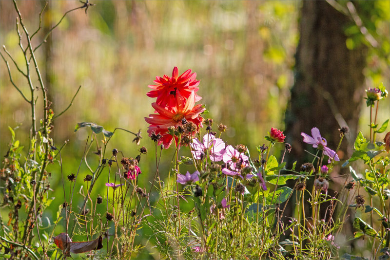 Fleurs jardin matin 071023 1