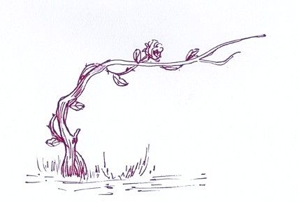 Le_cep_et_la_rose___Berce