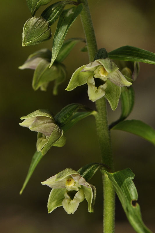 _DSC0273_Epipactis_distans_2