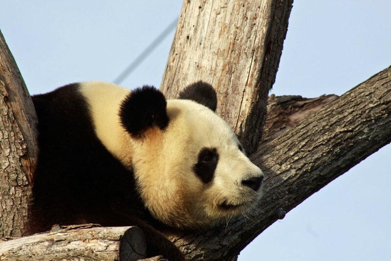 91-Panda Geant