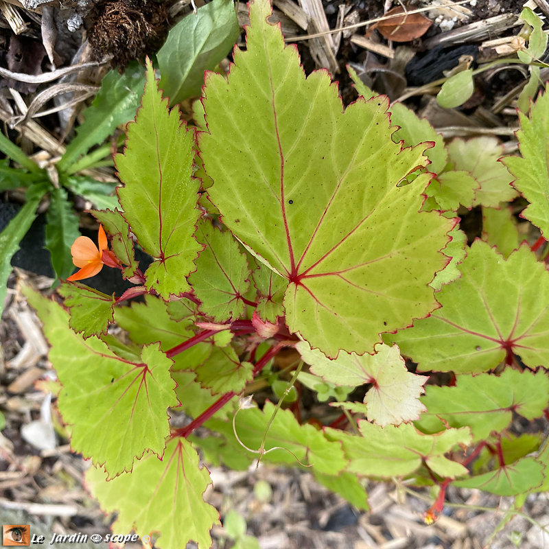 Begonia Sutherlandii
