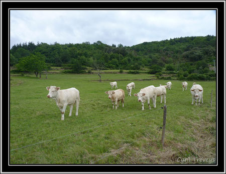 2010_06_20_Vaches_de_race_Charolaises___Roumezoux__2_