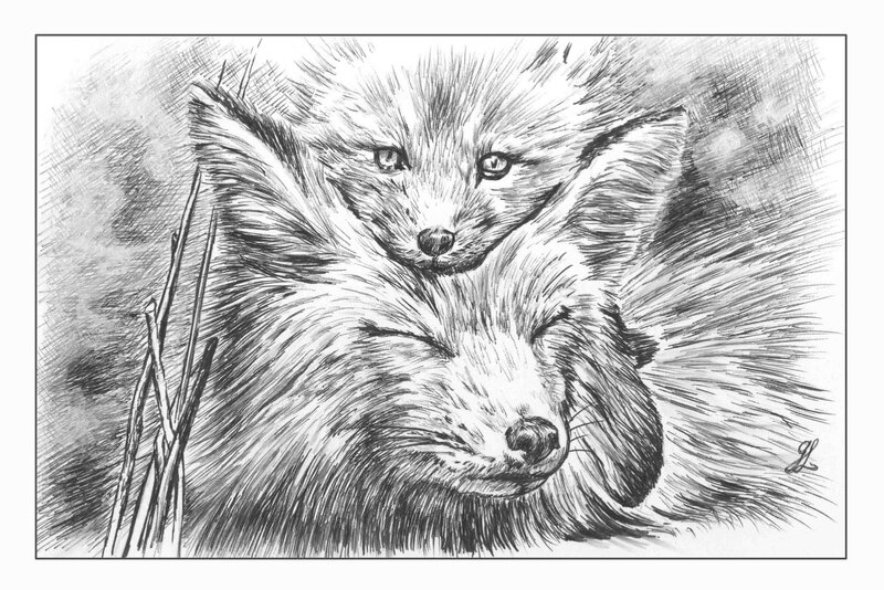 Renarde et son renardeau  Prédateurs  Dessin stylo bille Ghislaine