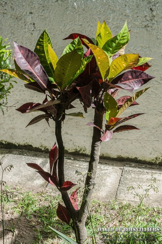 Croton (Codiaeum variegatum) - Île Maurice