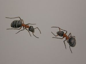 illustration Villaroger 8 fourmis seules
