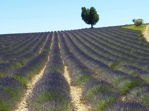 A route de la lavande(02)