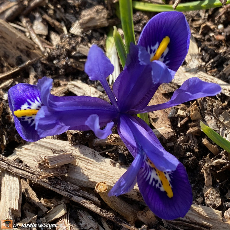 Iris-Réticulé-Harmony