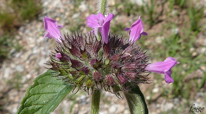 bractées pectinées aussi longue que les calices dressés à dents ciliées