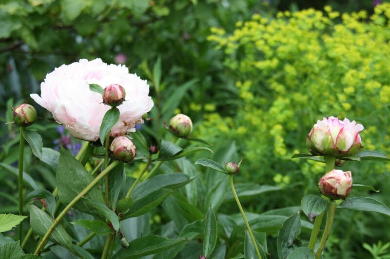 JARDIN 1 juin 2012 (15)