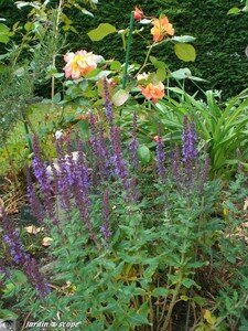 Salvia nemerosa Blaukönigin