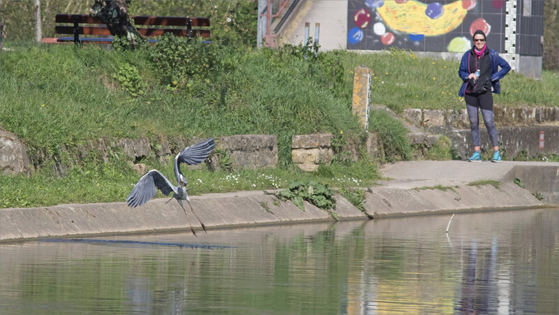 Ville oiseau héron pêche 4 promeneuse 010420