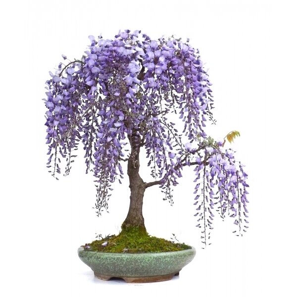 vente-bonsai-glycine-wisteria-floribunda-65-cm-gly150302-sankaly-bonsai