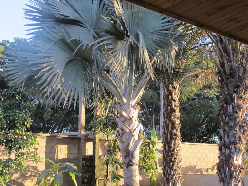 palmier Satrana Andamasiny juillet 2015 006