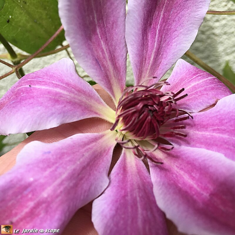 Clematis Nelly Moser