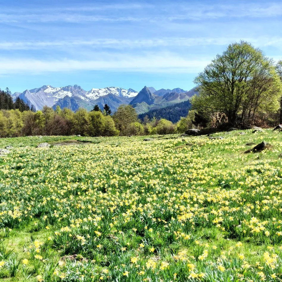 Lacs d'Ayous, champ de jonquilles, insta (64)