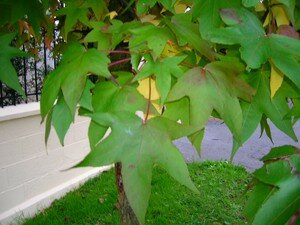 06_10_24__02___liquidambar___feuilles_1