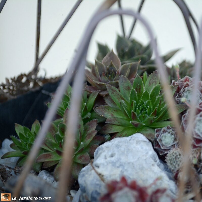 oubarbe • Sempervivum tectorum