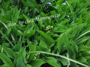 Jardin fleurs 9 mai 2013 006