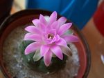 fleur_cactus