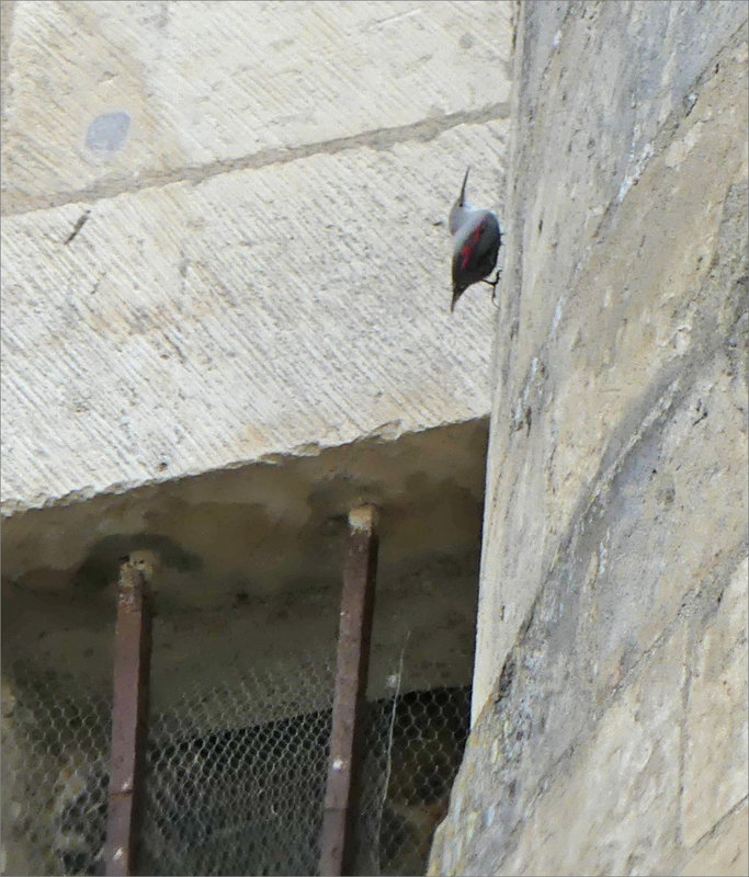 Oiseau tichodrome donjon Niort 271122 3 ym
