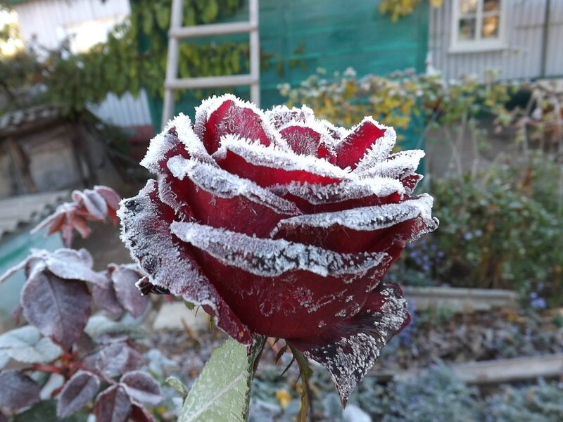 rose glace