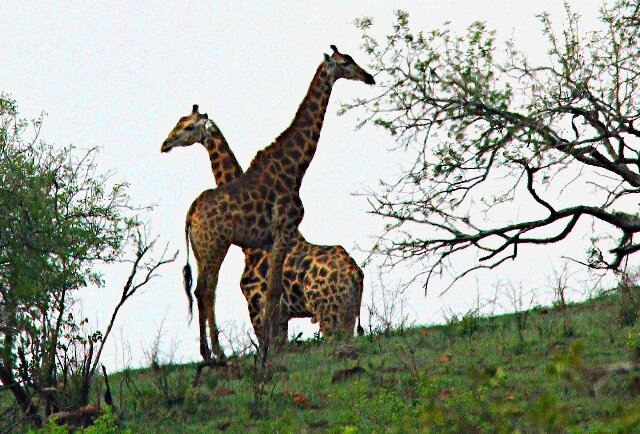 Girafes croisées