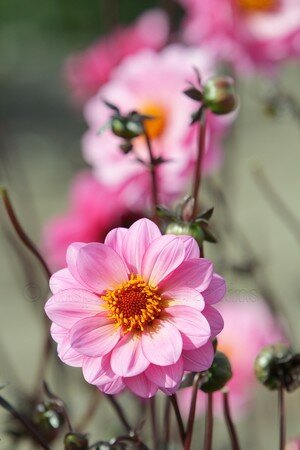 _MG_0576copie1