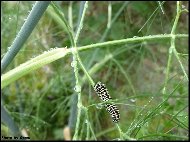 20150729_chenilleMachaon_stade5_pluie_P1070863