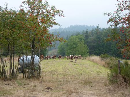 2009_09_11_Les_vachesqui_descende_au_pr_s_manger_le_regain