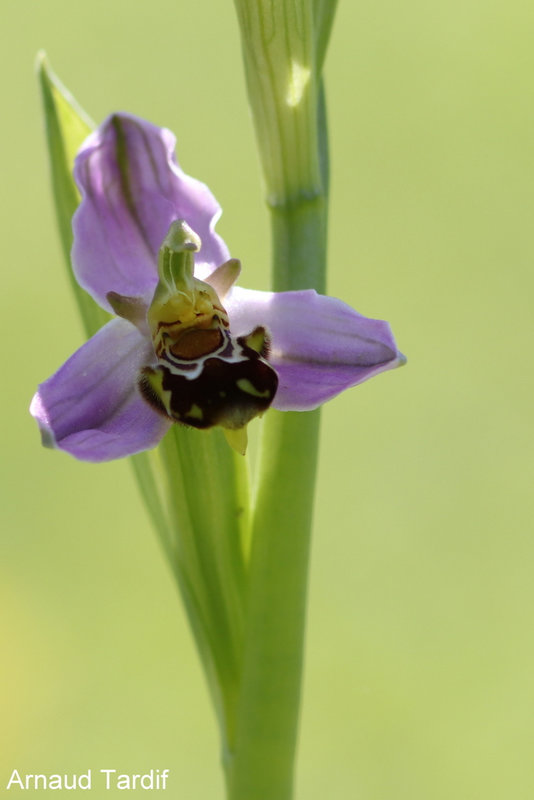 00800 Maison Année 2021 - Mai 2021 - Ophrys abeille - Pied 4