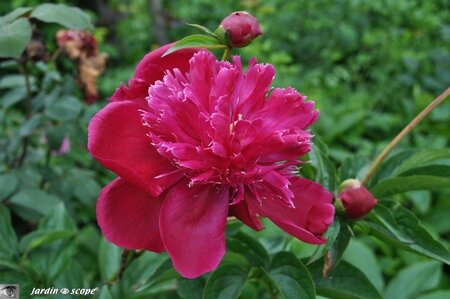 Jardin-François-0021